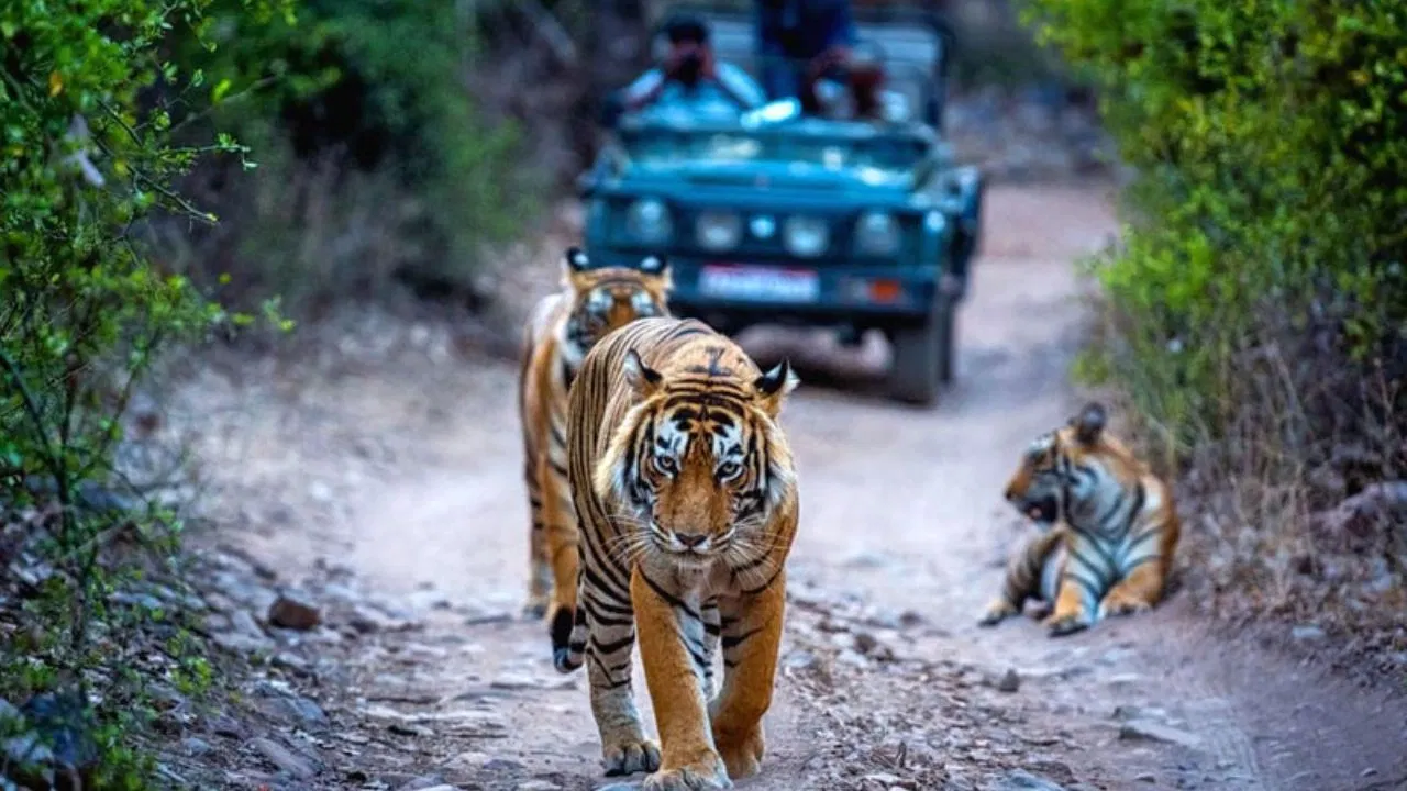 Tour Del Triangulo dorado con Ranthambore 8 Días