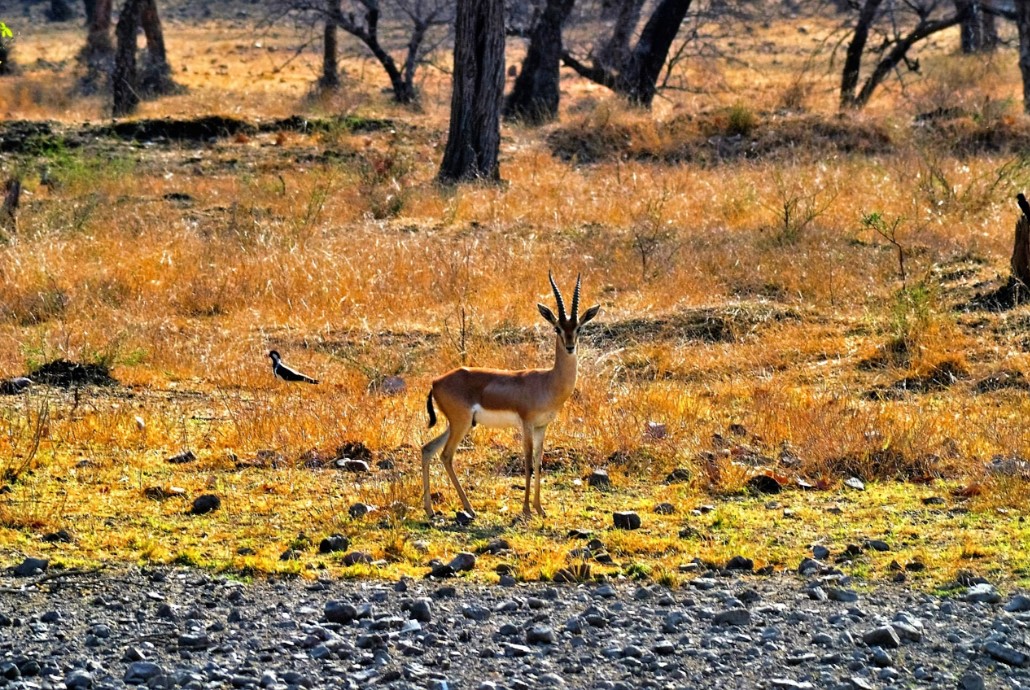 Tour Del Triangulo dorado con Ranthambore 8 Días
